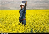 4 هزار تن کلزا از مزارع بهار و نهاوند برداشت می‌شود