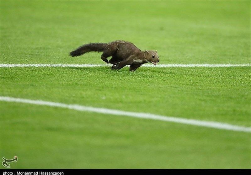 سمور سنگی در منطقه الموت غربی مشاهده شد