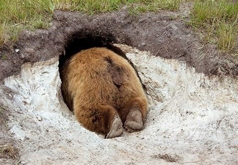 مرگ یک دامدار اندیکایی به دنبال نزدیک شدن به لانه خرس