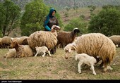 کوچ عشایر لرستان