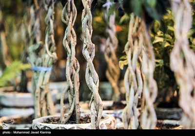 نمایشگاه گل و گیاه در کرمان