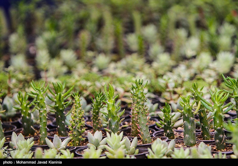کنسرسیوم صادراتی خوشه گل و گیاه زینتی در چالوس ثبت شد