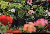 نمایشگاه گل و گیاه در کرمان