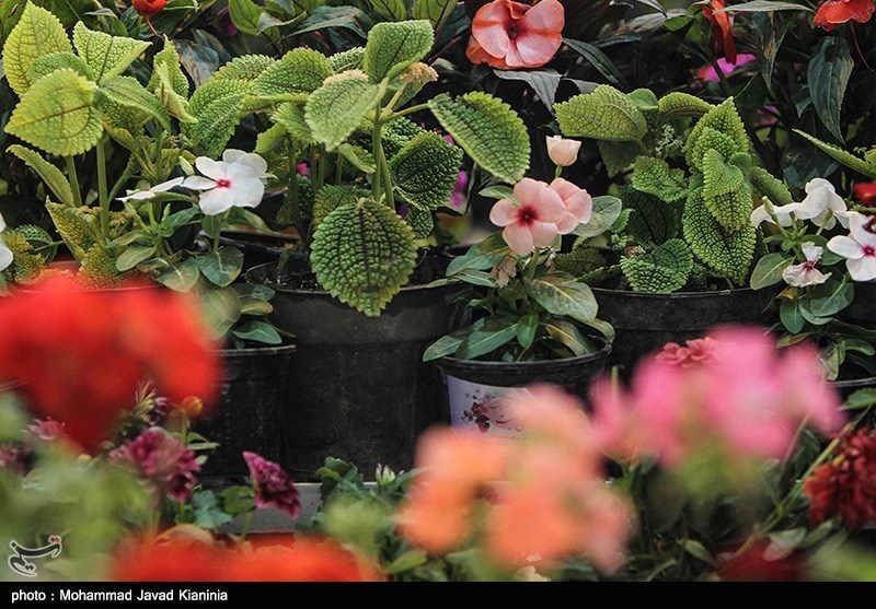 بازارچه گل و گیاهان زینتی مازندران راه‌اندازی می‌شود