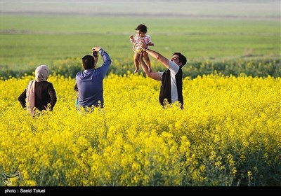 شمالی خراسان میں سرسوں کے لہلہاتے کھیت