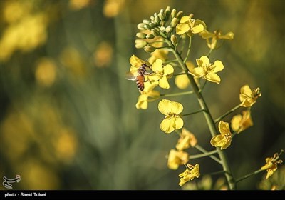 شمالی خراسان میں سرسوں کے لہلہاتے کھیت