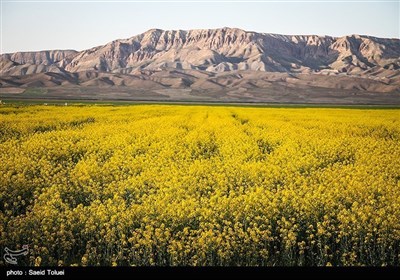 شمالی خراسان میں سرسوں کے لہلہاتے کھیت