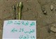 المسورة