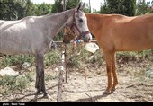 جشنواره ملی &quot;زیبایی اسب اصیل ترکمن&quot; در خراسان شمالی به روایت تصویر