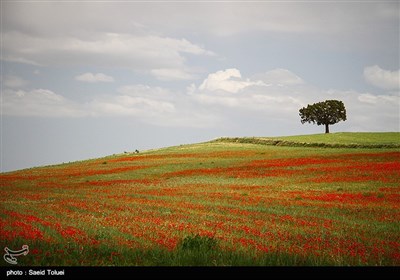 دشت شقایق - خراسان شمالی