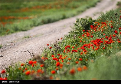 دشت شقایق - خراسان شمالی