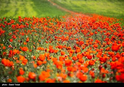 دشت شقایق - خراسان شمالی