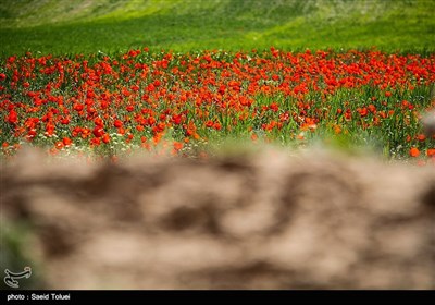 دشت شقایق - خراسان شمالی