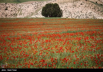 دشت شقایق - خراسان شمالی