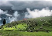 ماسال