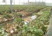 1000 هکتار از اراضی کشاورزی ابرکوه به کشت بهاره اختصاص یافت