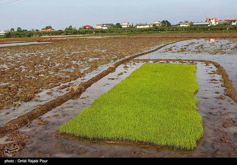 اجرای طرح نوسازی شالیزارهای غرب مازندران شدت گرفت