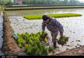 نشا برنج در گیلان