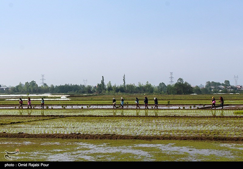 7500 تن شلتوک و برنج از مزارع شهرستان پارس‌آباد برداشت می‌شود