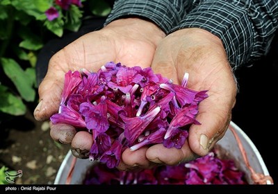 قطف زهور لسان الثور فی جیلان