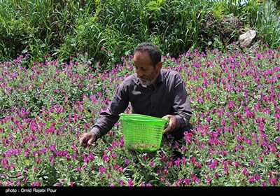 Farmers Harvest Echium Amoenum in Northern Iran