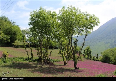 Farmers Harvest Echium Amoenum in Northern Iran