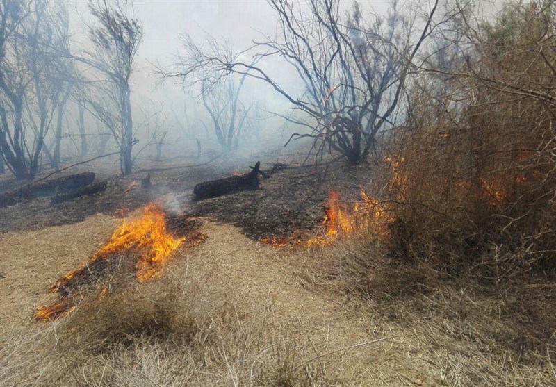 سنت نادرست کشاورزان شوشی باعث آتش سوزی در پارک‌ملی‌ کرخه شد+تصاویر