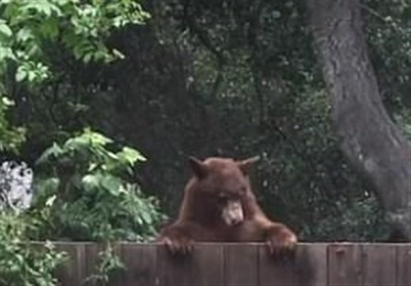 گرفتاری‌های خرس مادر و توله‌اش در حیاط خلوت یک خانه+فیلم و عکس