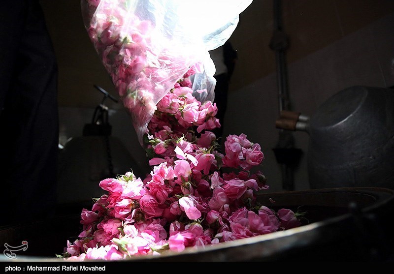کرمان| صادرات 1600 هزار یورویی گلاب لاله‌زار به کشورهای اروپایی