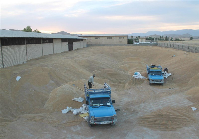 خرید تضمینی گندم در مازندران از مرز 61 هزار تن عبور کرد‌