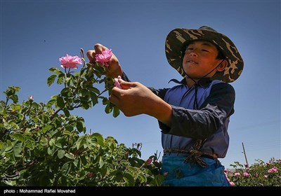 ایران کے شہر کاشان میں گلاب چننے کا موسم