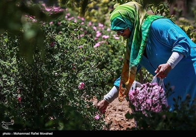 ایران کے شہر کاشان میں گلاب چننے کا موسم