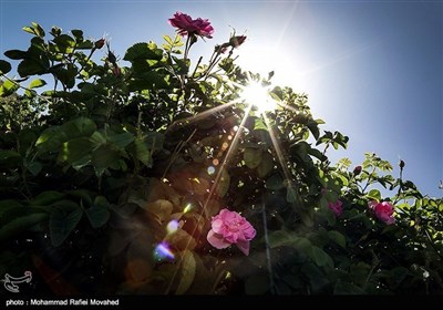 ایران کے شہر کاشان میں گلاب چننے کا موسم