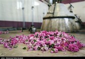 ایران کے شہر کاشان میں گلاب چننے کا موسم
