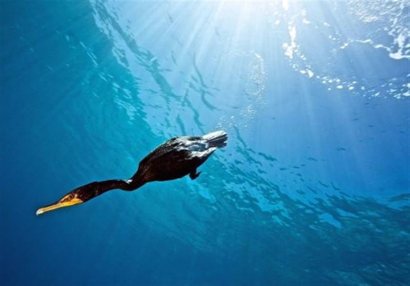 Marine Birds Can Hear Under Water