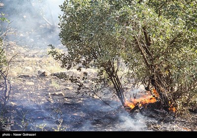 آتش سوزی در جنگل های ایوان