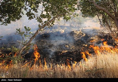 آتش سوزی در جنگل های ایوان