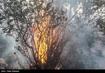 آتش سوزی در جنگل های ایوان