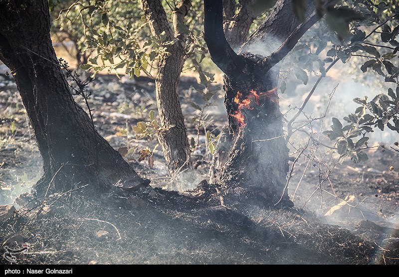 کاهش 70 درصدی وقوع آتش‌سوزی در مراتع و جنگل‌های استان تهران