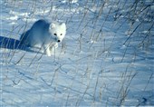 «روباه قطبی» در عکس روز نشنال جئوگرافیک