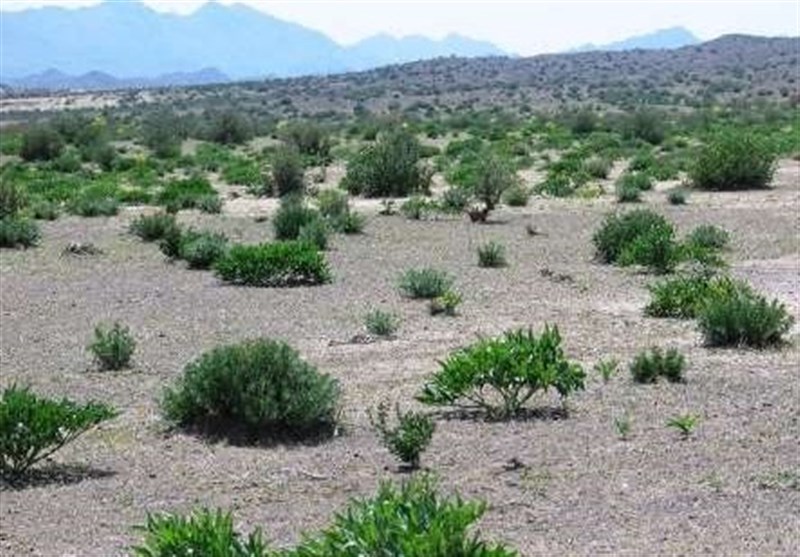 گلستان| اجرای طرح ترسیب کربن در 48 هزار هکتار از اراضی جنگلی و ملی آزادشهر