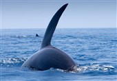 ورود «نهنگهای قاتل» به خلیج فارس + فیلم