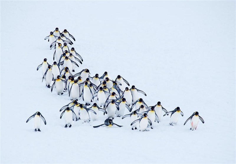 جوخه «پنگوئن‌ها» در عکس روز نشنال جئوگرافیک