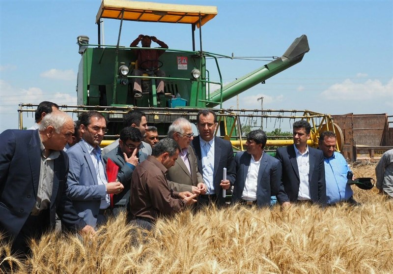 35 هزار تن از برداشت گندم کشاورزان مازنی خریداری شد