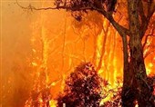 بیش از 11 هزار هکتار از جنگلهای کشور طی 3 سال اخیر در آتش سوخت