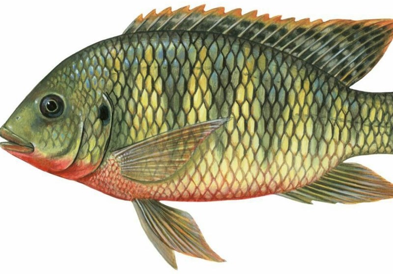 لطمه‌ای که «ماهی تیلاپیا» می‌تواند به محیط زیست ایران بزند