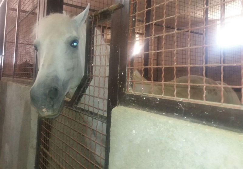 واحد پرورش اسب اصیل کُرد در سنندج به بهره‌برداری رسید