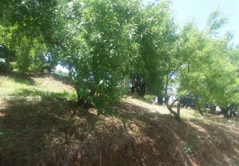 طرح توسعه باغات در اراضی دیم کم بازده در استان سمنان اجرا می‌شود