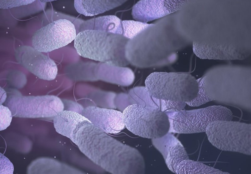 New Light on Link between Gut Bacteria, Anxiety