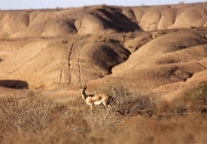 Kavir National Park: A Protected Zone in Iran